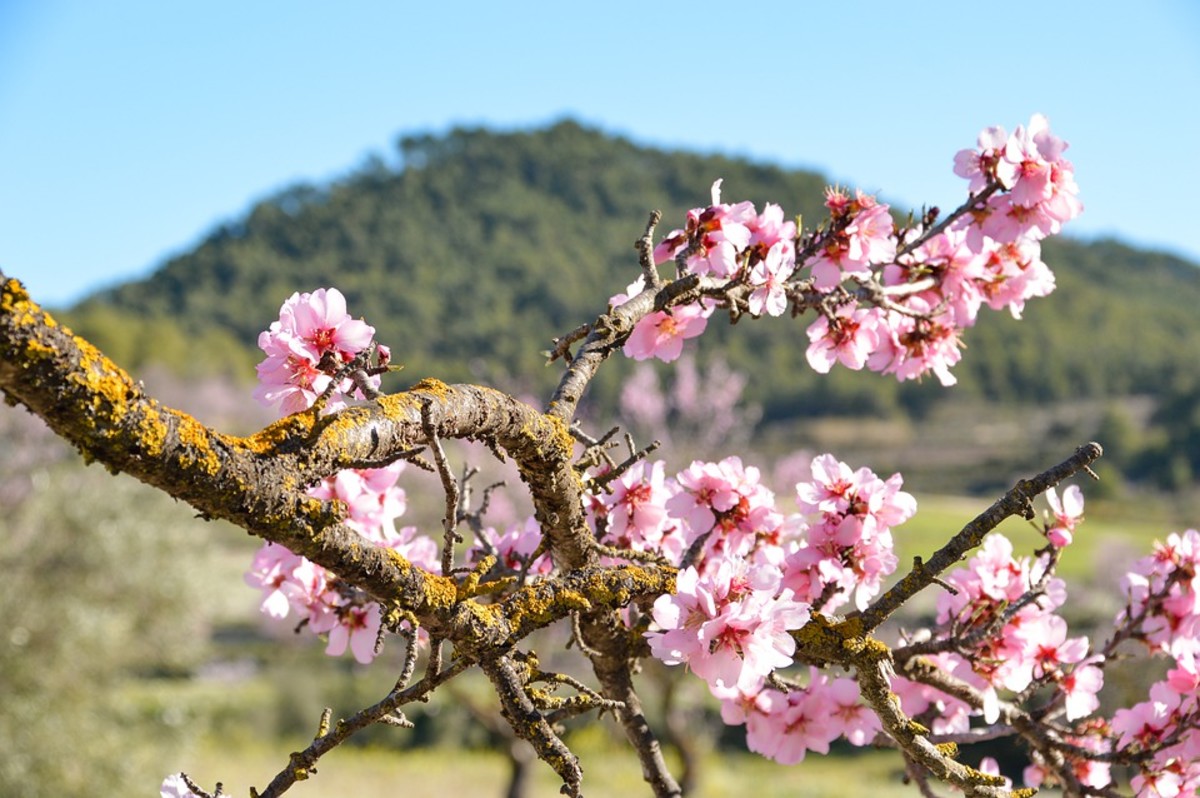 Blossoms on an ancient almond tree