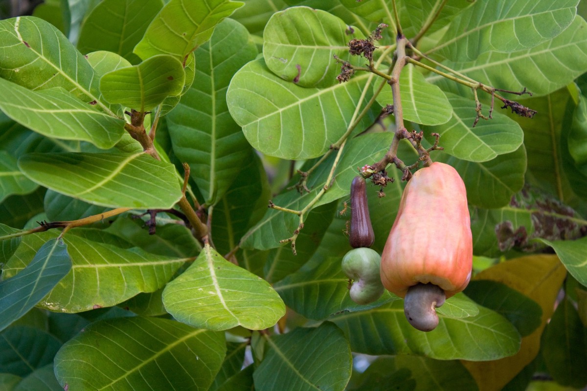 The fruit of a cashew tree