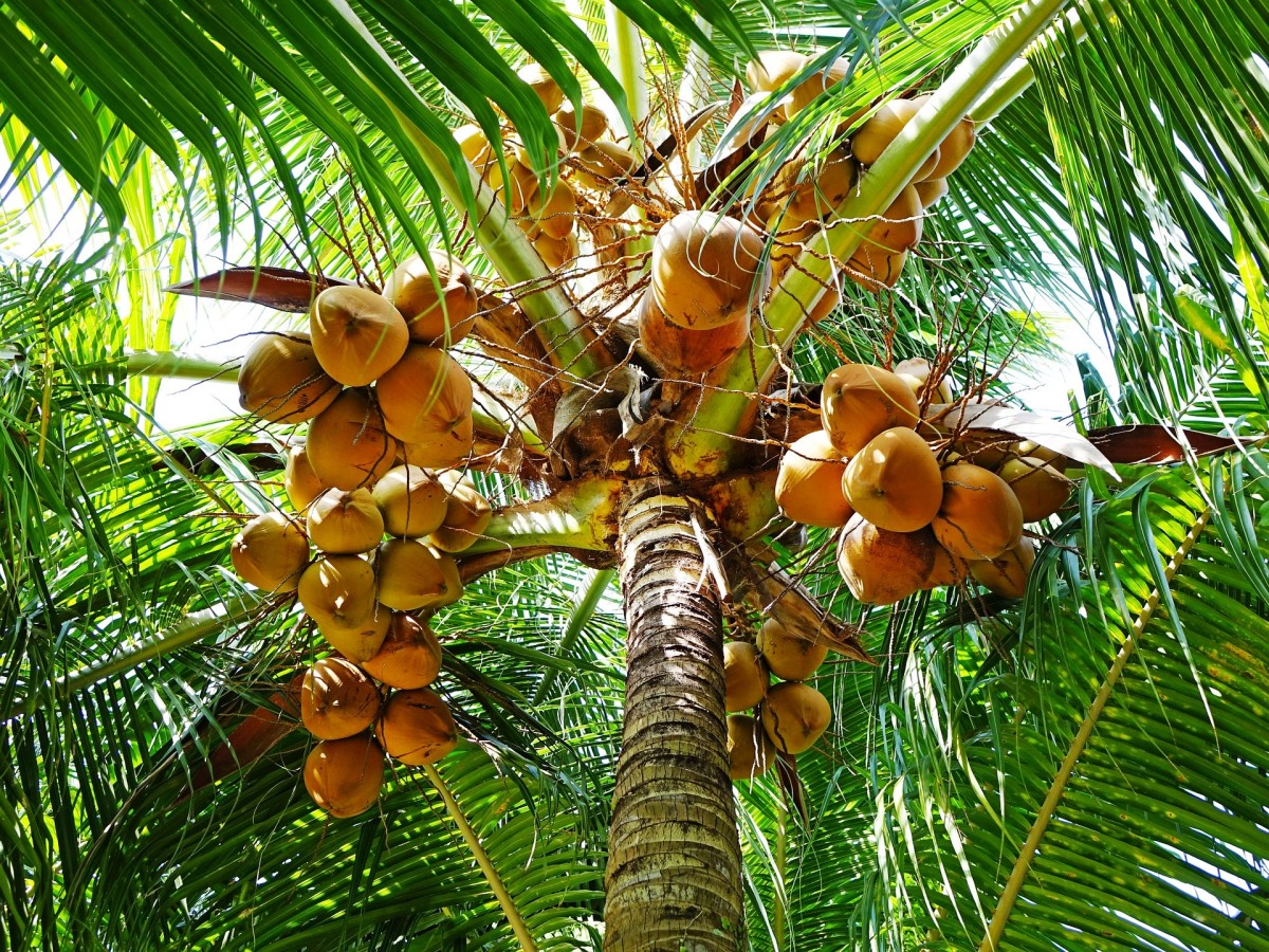 A coconut palm tree