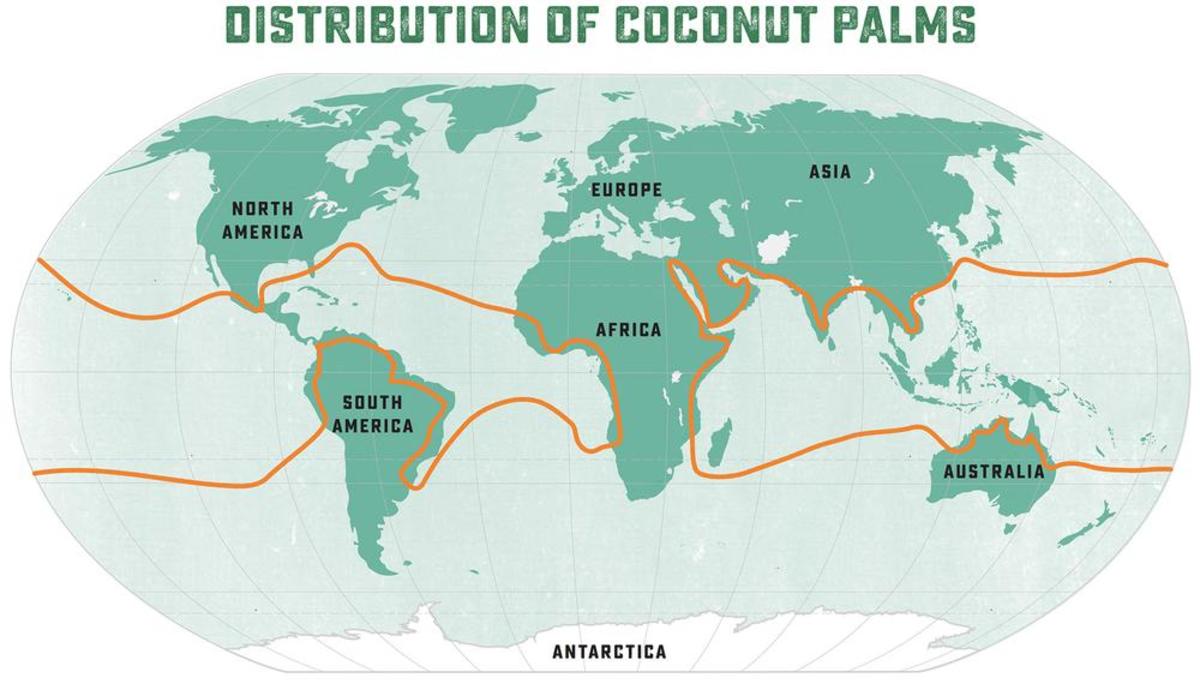 Map of where coconuts grow 