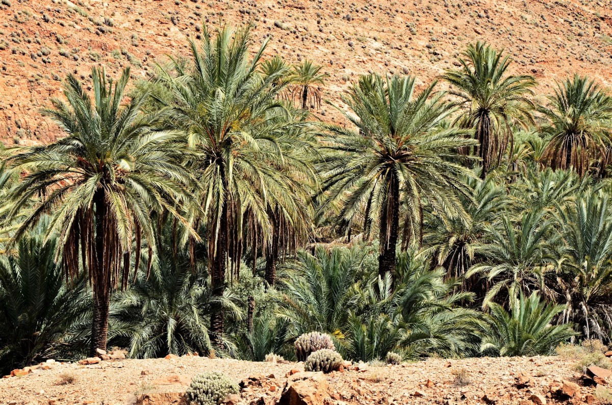 Sturdy date palm trees in Northern Africa
