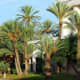Stately date palm trees