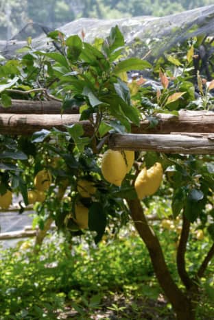 Close-up of lemons growing in the Amalfi Coast