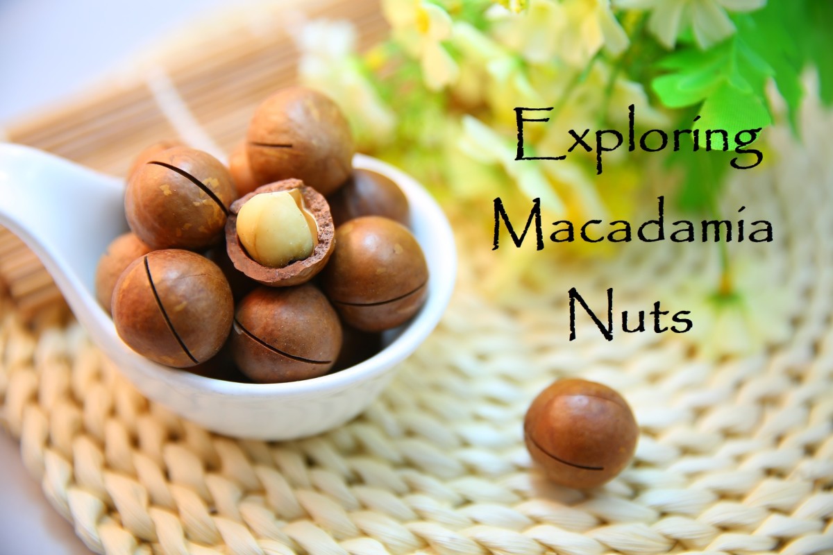 exploring-macadamia-nuts