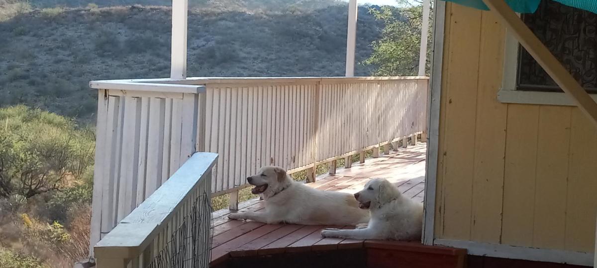 Here's a picture of our family dogs, Baby and Blossom (they're great Pyrenees). They don't have anything to do with the recipe... other than intense smelling and drool while I'm cooking.