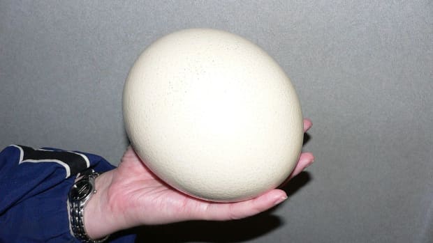 how-to-cook-an-ostrich-egg