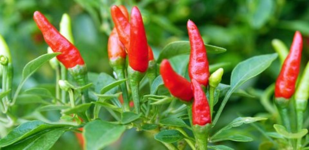 Adding these cili padi (bird's eye chilli peppers), will give you an extremely chili hot version of the ayam masak kicap dish