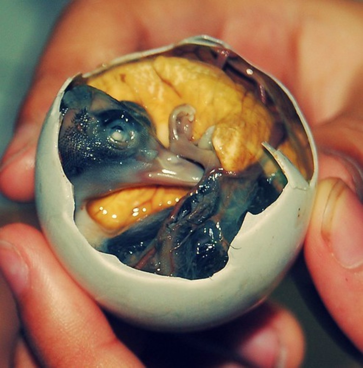 Balut, or developing duck embryo, is a popular food in parts of Southeast Asia