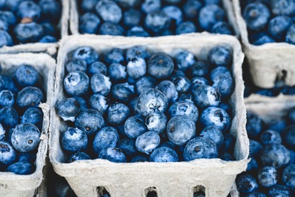 Blueberries are powerhouses of nutrition