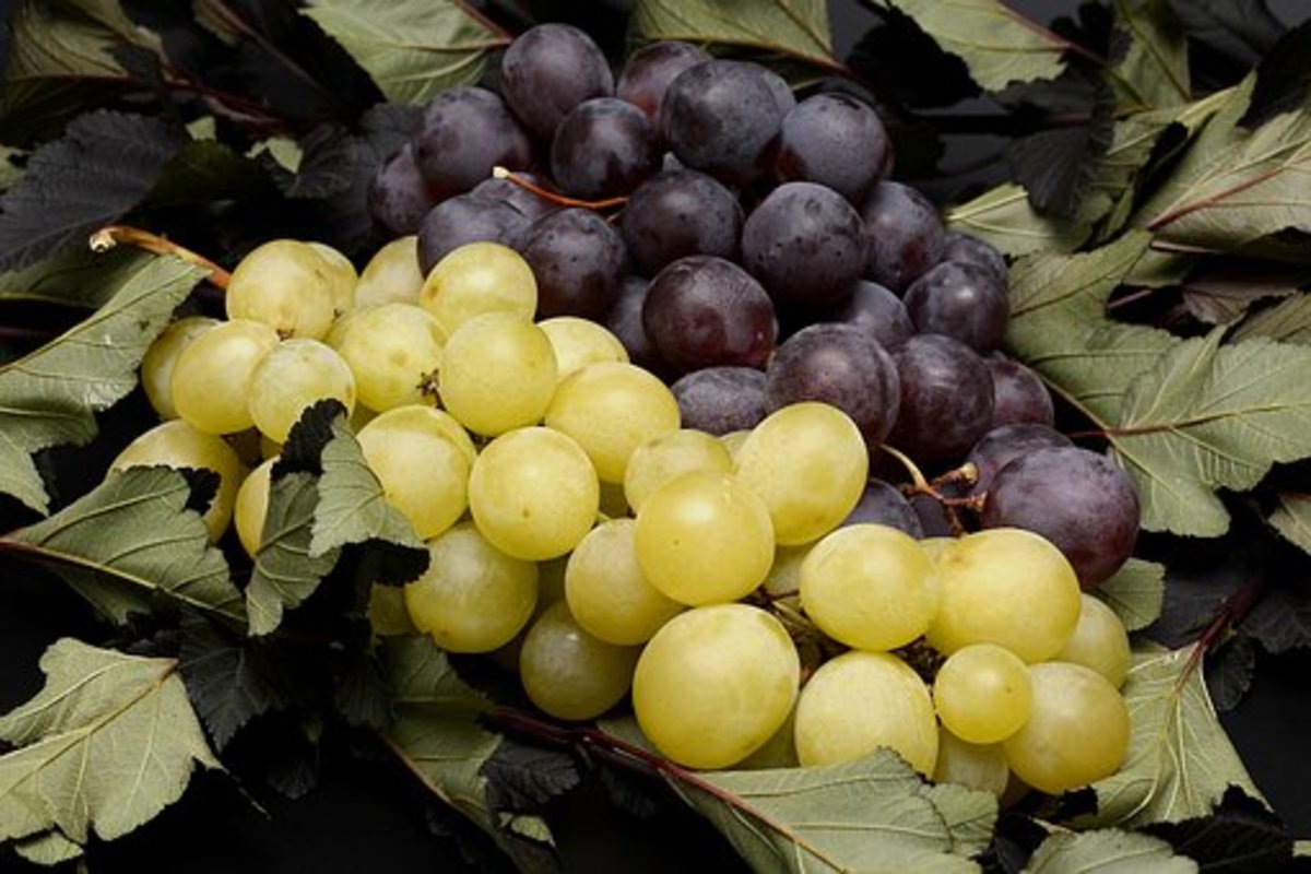 Luscious grapes