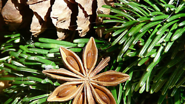 star-anise-a-tasty-and-versatile-spice-with-a-licorice-flavor