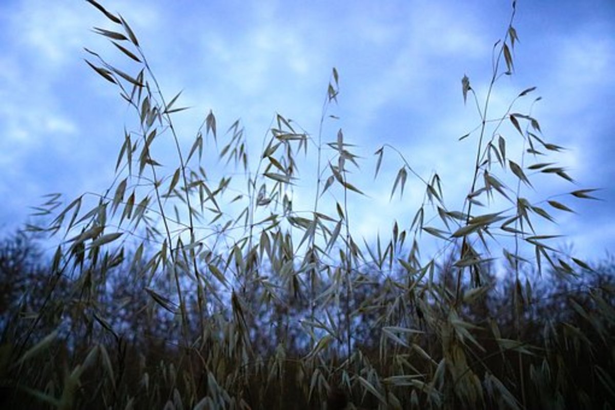Field of oats