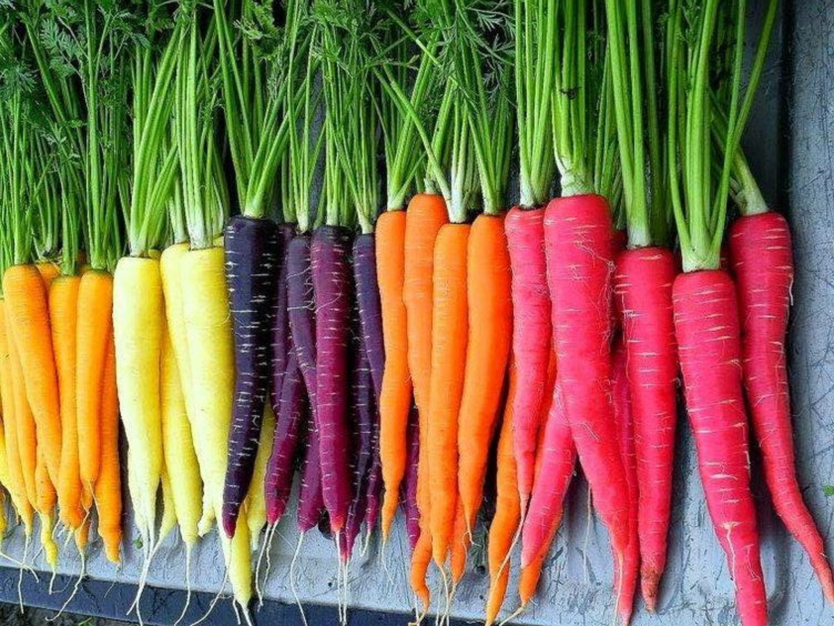 Rainbow of carrot colors